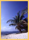 Palms on the Beach on Cayman Brac 