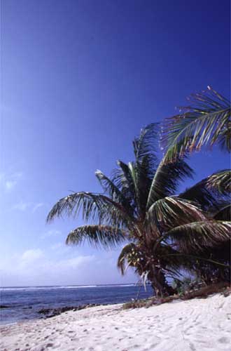 Palms on the Beach